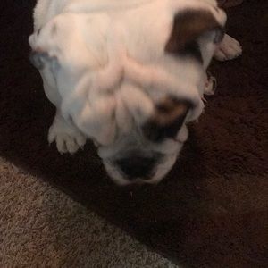 Meet your Posher, Dora